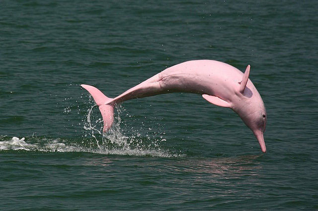 Are there pink dolphins in South America?