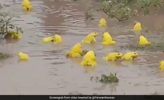Are there yellow frogs in India?