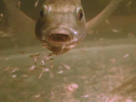 Are tilapia mouthbrooders?