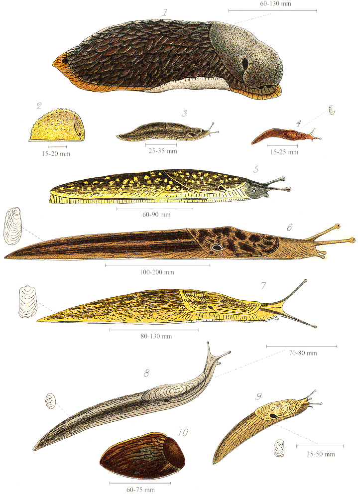 Are tree slugs poisonous?