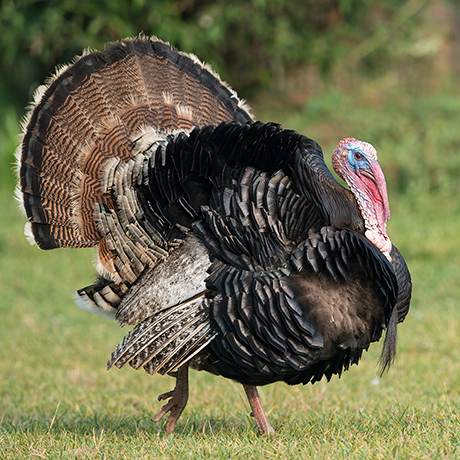 Are turkeys aggressive to humans?