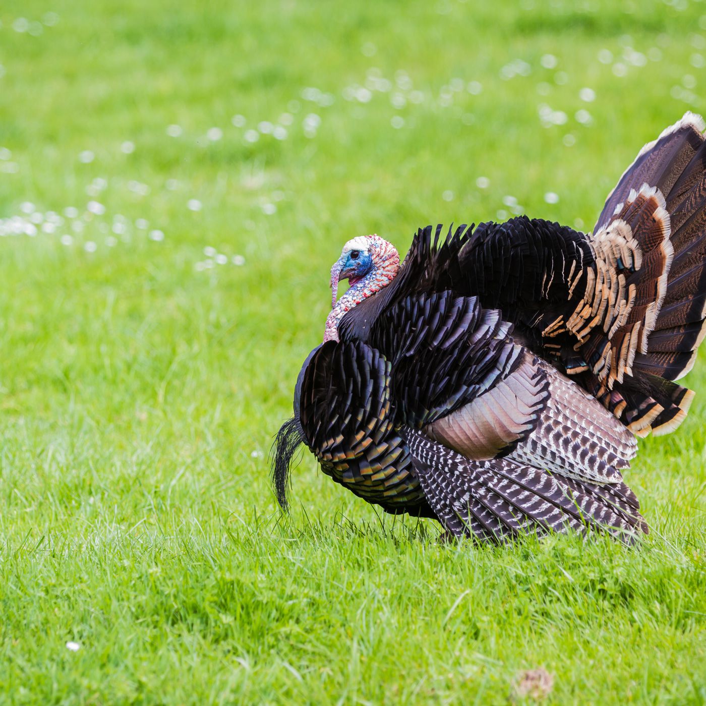 Are turkeys protective of their owners?