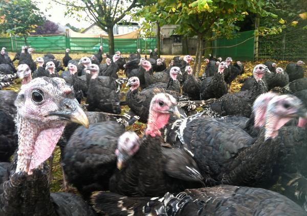 Are turkeys smarter than pigs?