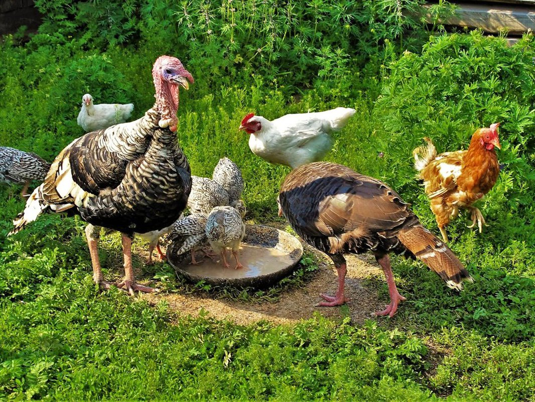 Are turkeys social animals?
