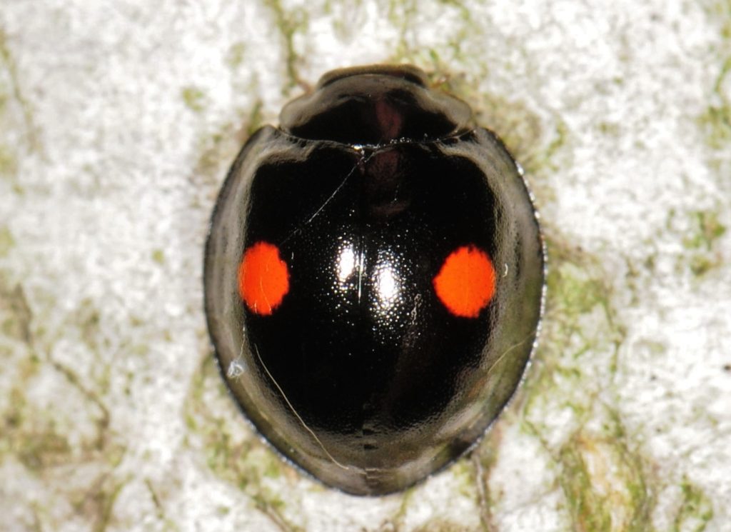 Are twice stabbed lady beetle poisonous?