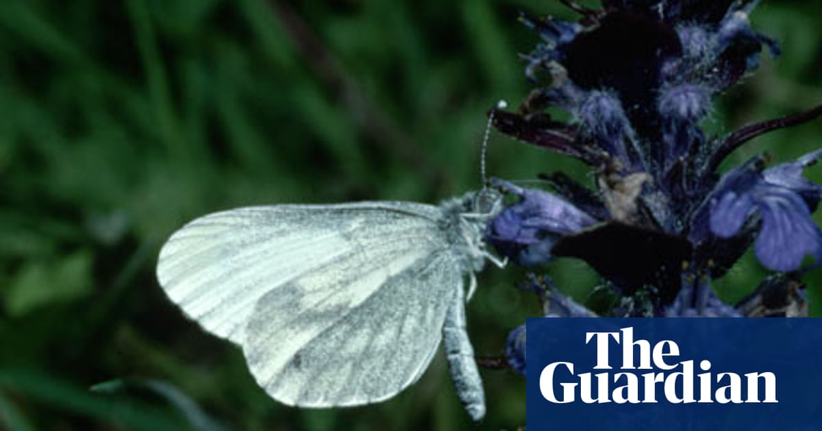 Are white butterflies rare?
