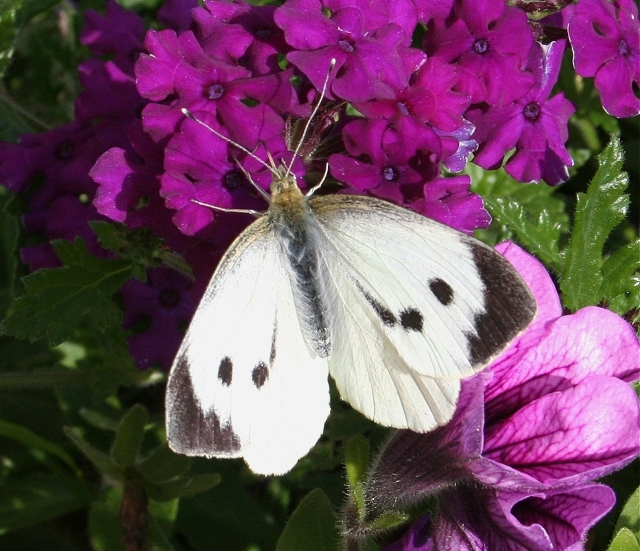 Are white butterflies seasonal?