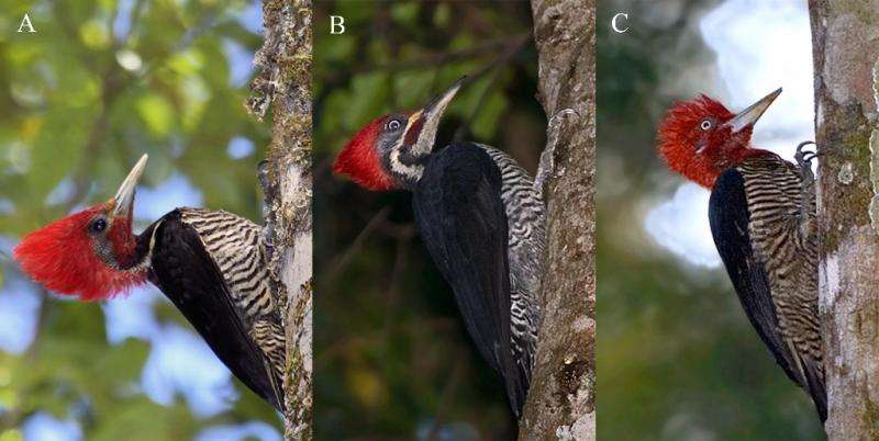 Are woodpeckers aggressive?