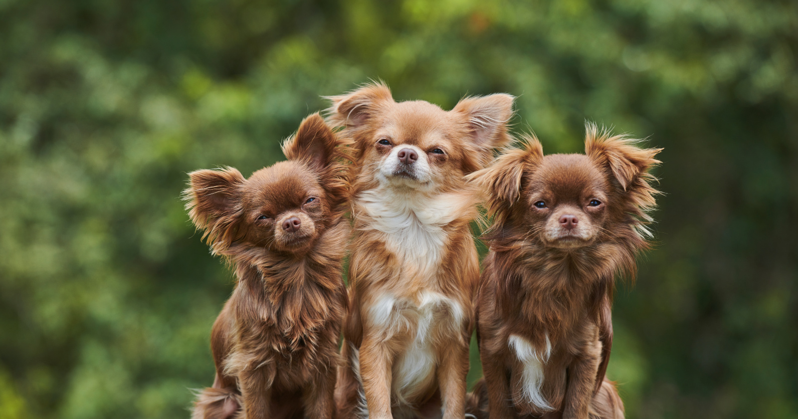Are Xolo Chihuahuas hypoallergenic?