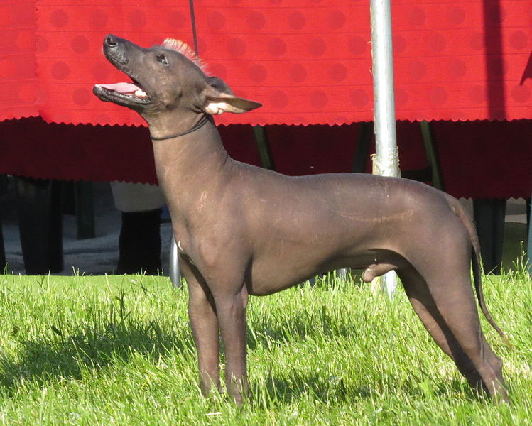 Are Xoloitzcuintli with hair hypoallergenic?