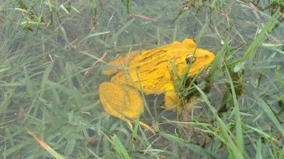 Are Yellow Bullfrog poisonous?