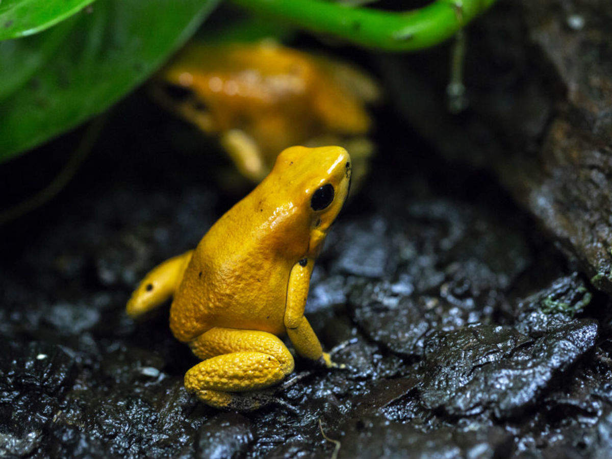 Are yellow frogs in India poisonous?