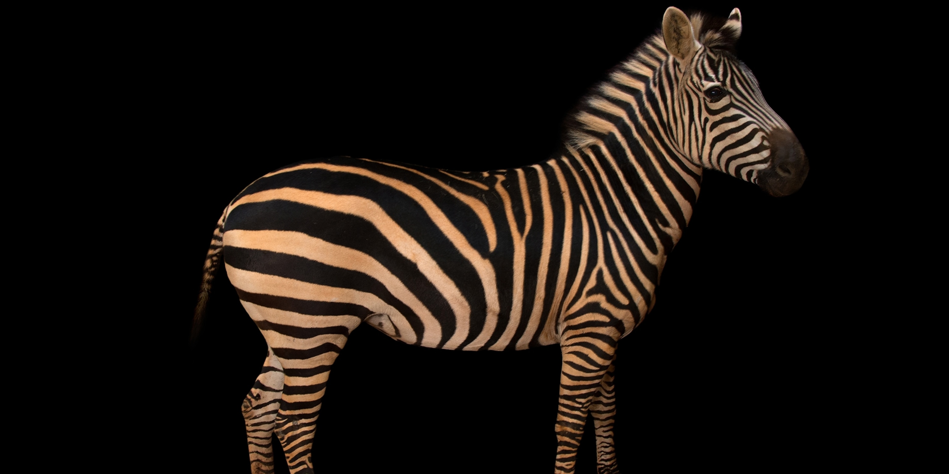 Are zebra stripes hair or skin?