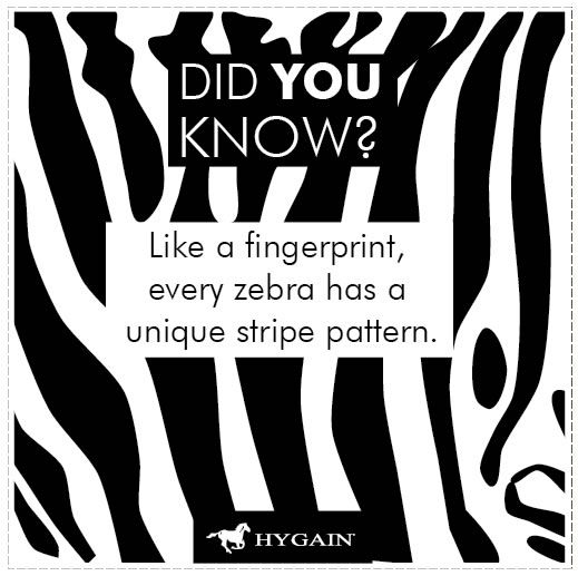 Are zebra stripes like fingerprints?
