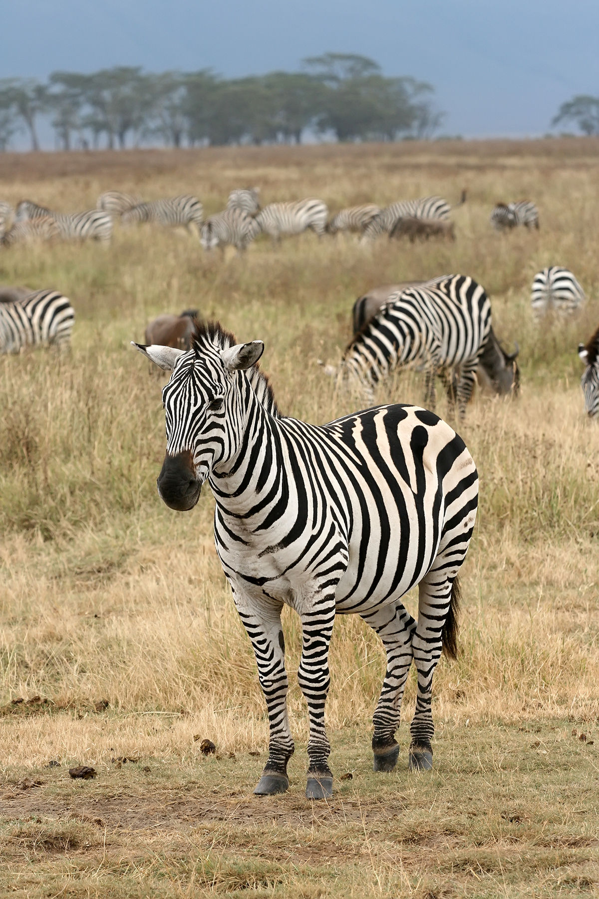 Are zezebras related to horses?