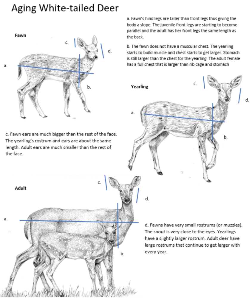 At what age are deer adults?