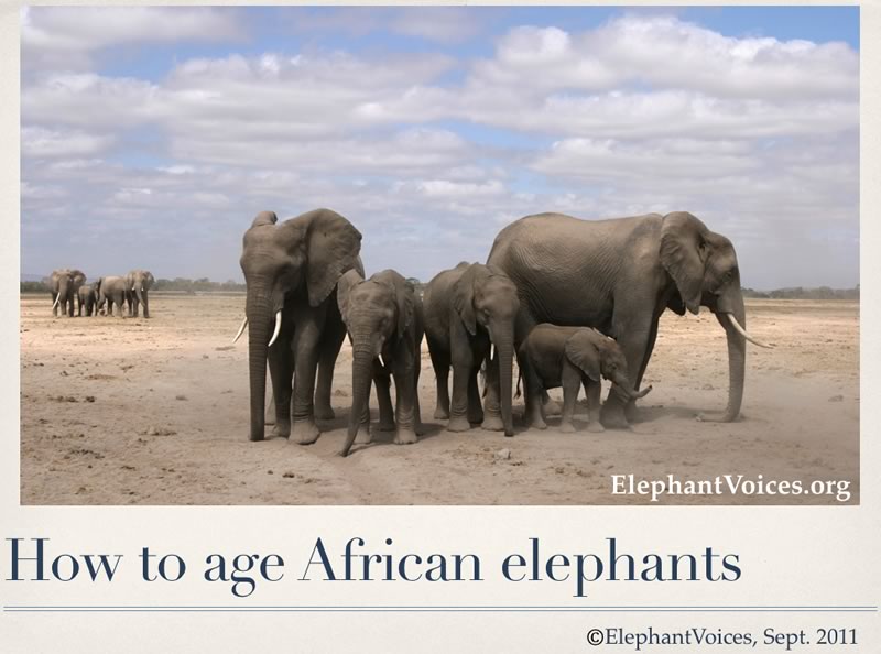 At what age can an elephant walk?