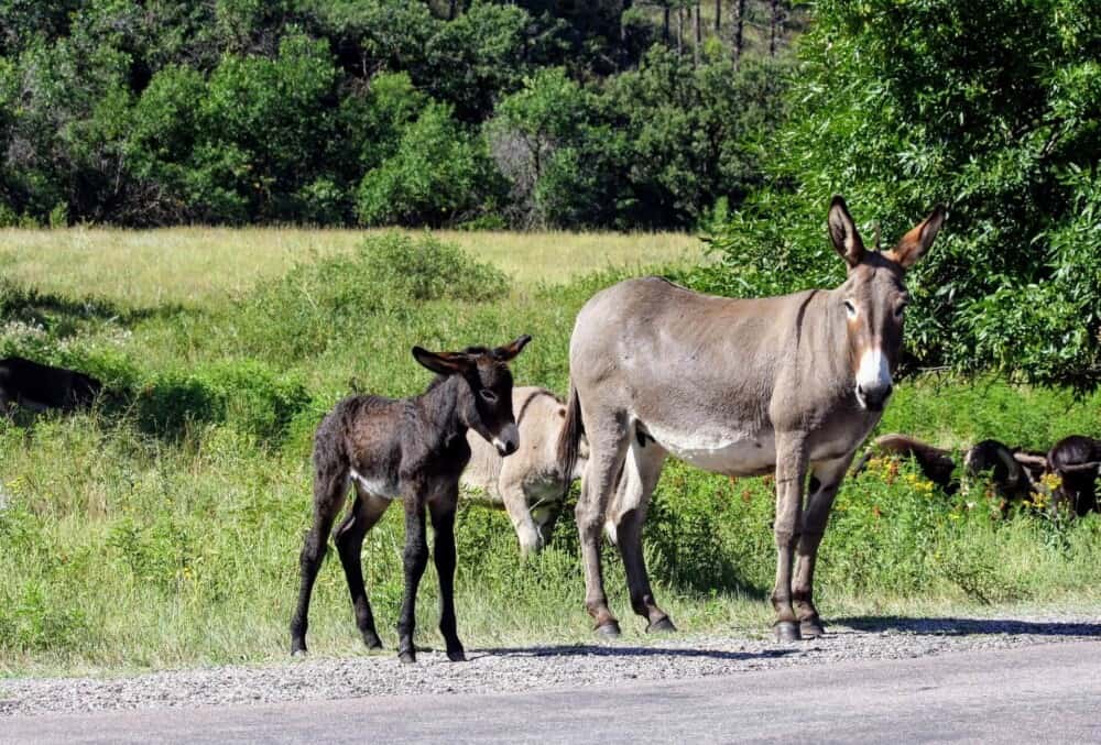 At what age can you breed a donkey?