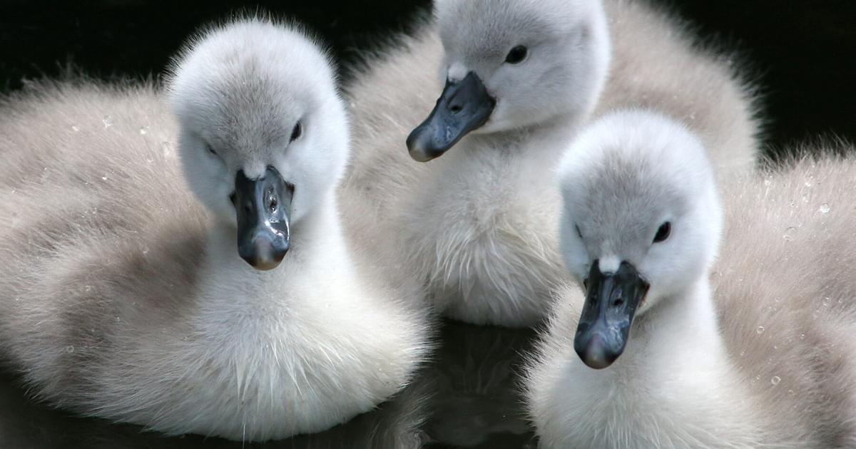 At what age do cygnets fly?