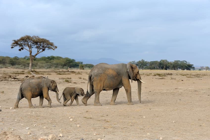 At which stage do male elephants form new herds?