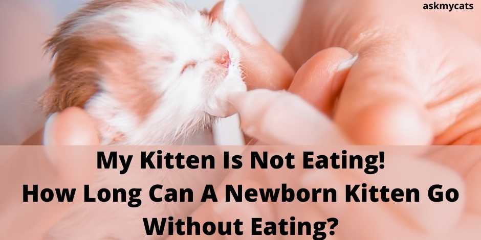 Can a 2 week old kitten go 8 hours without eating?