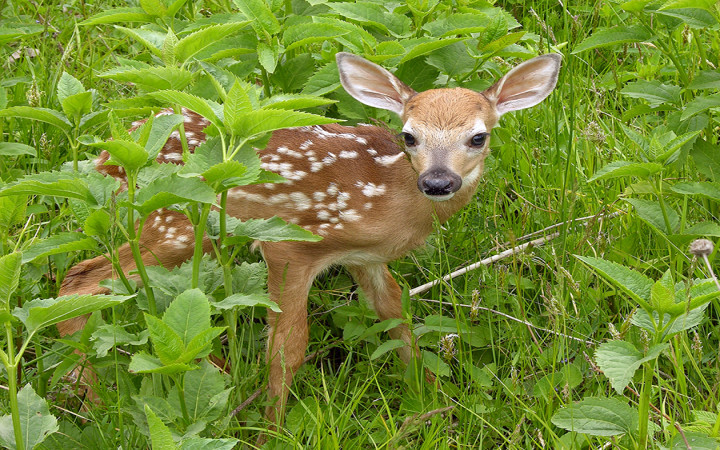 Can a baby deer be called a calf?