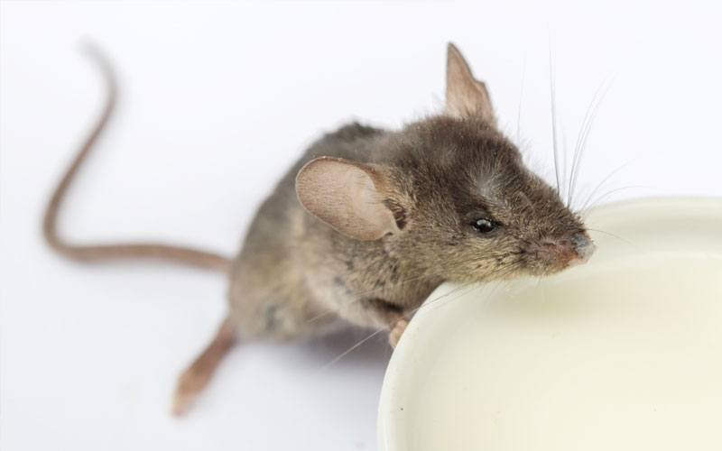 Can a baby mouse drink cow milk?