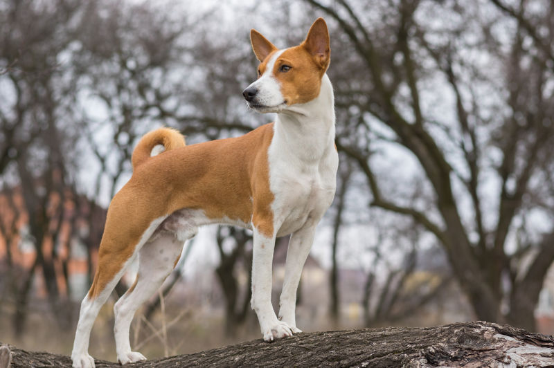 Can a Basenji live in cold weather?