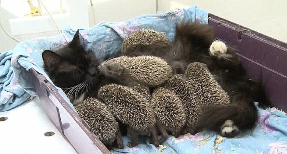 Can a cat give birth to kittens and become a hedgehog mother?