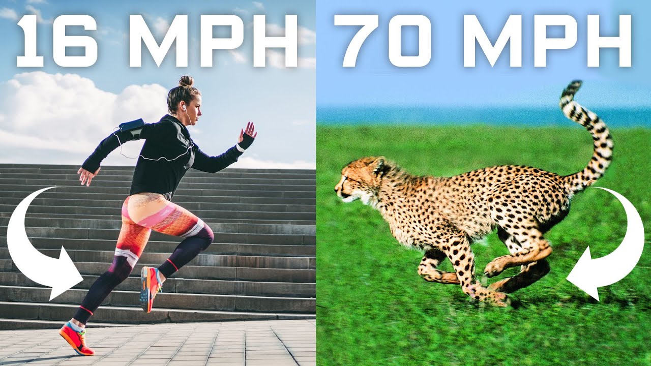 Can a cheetah run 70 mph?