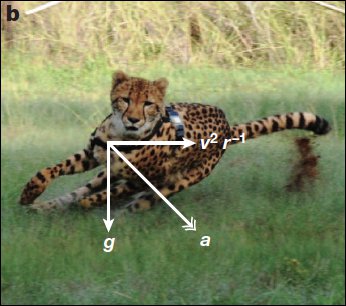 Can a Cheetah Run in a straight line?