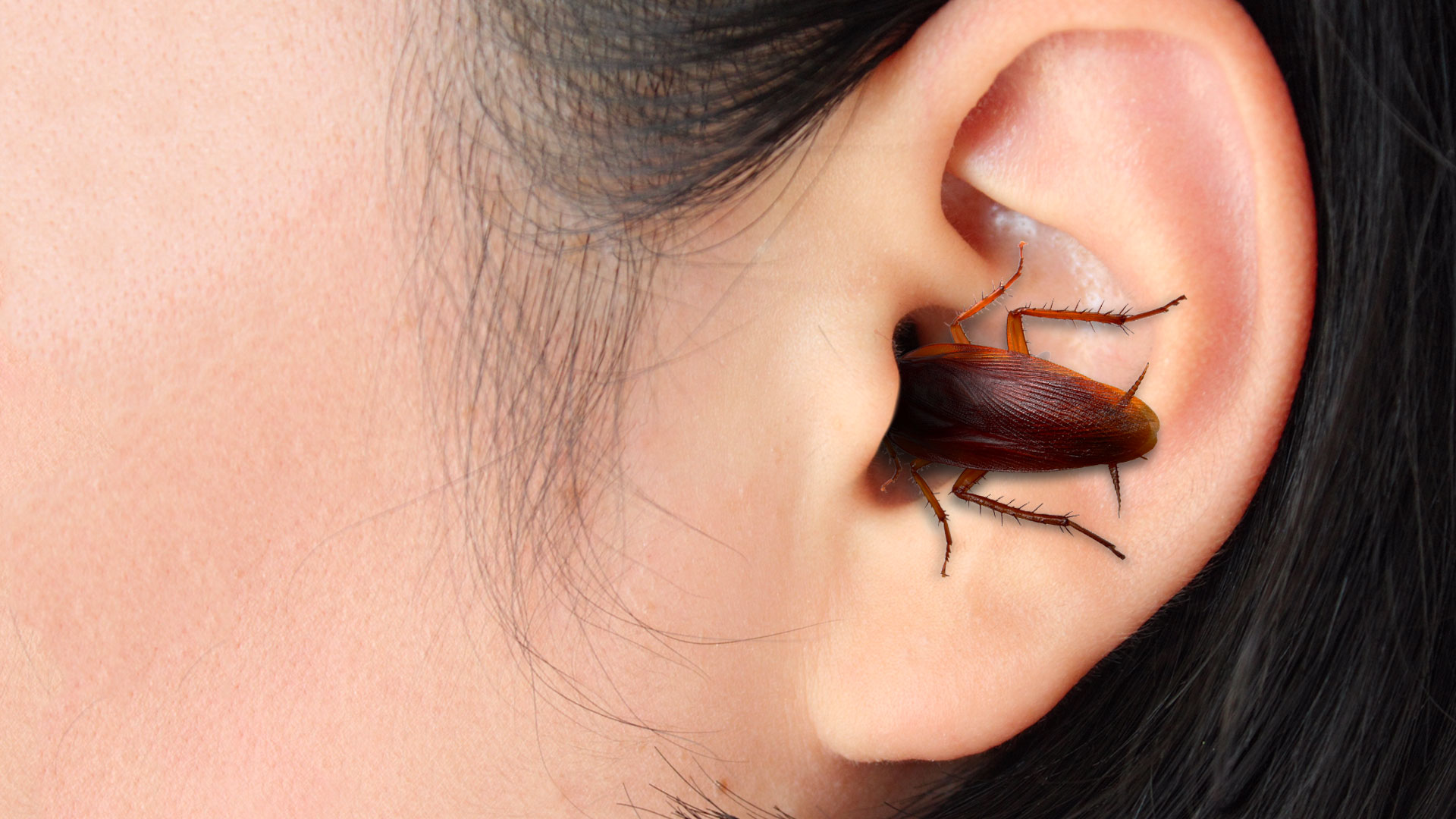 Can a cockroach survive in a human body?