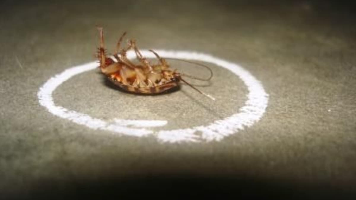 Can a cockroach's heart stop without dying?