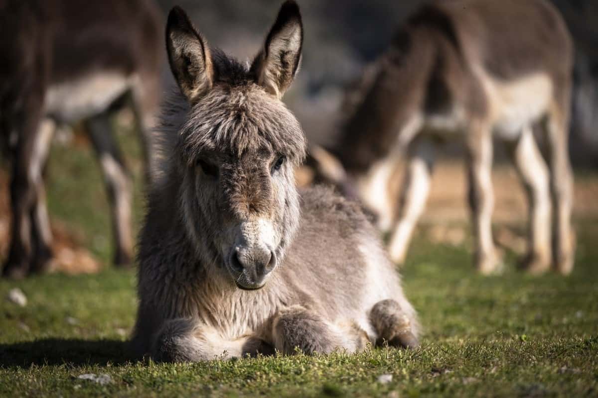 Can a donkey live 50 years?