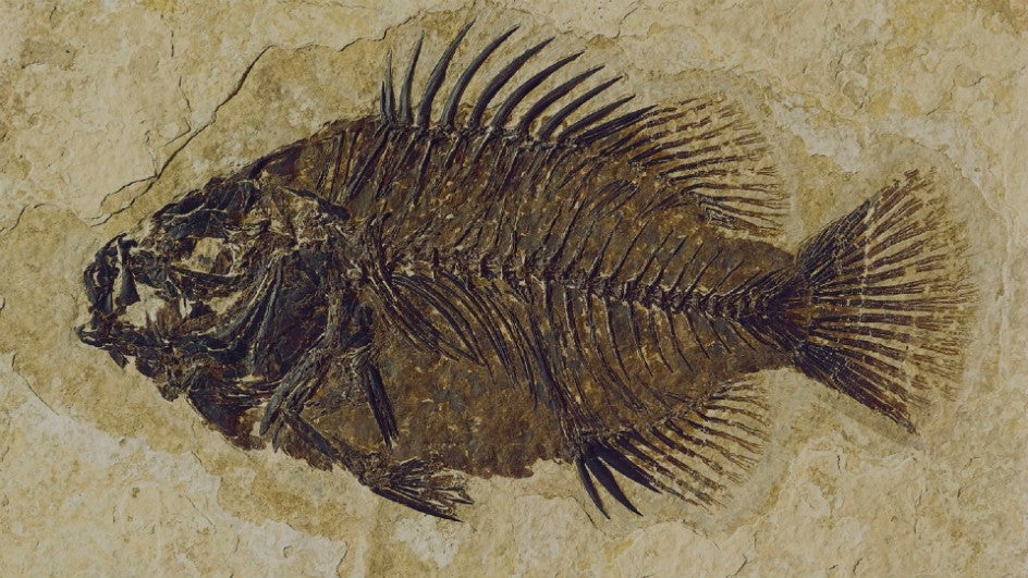 Can a fish be a fossil?