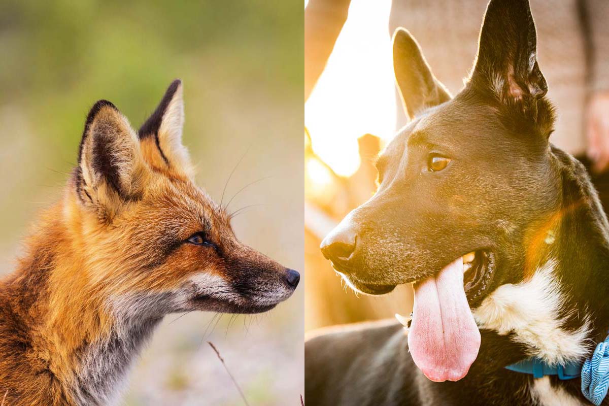 Can a fox and a dog breed?