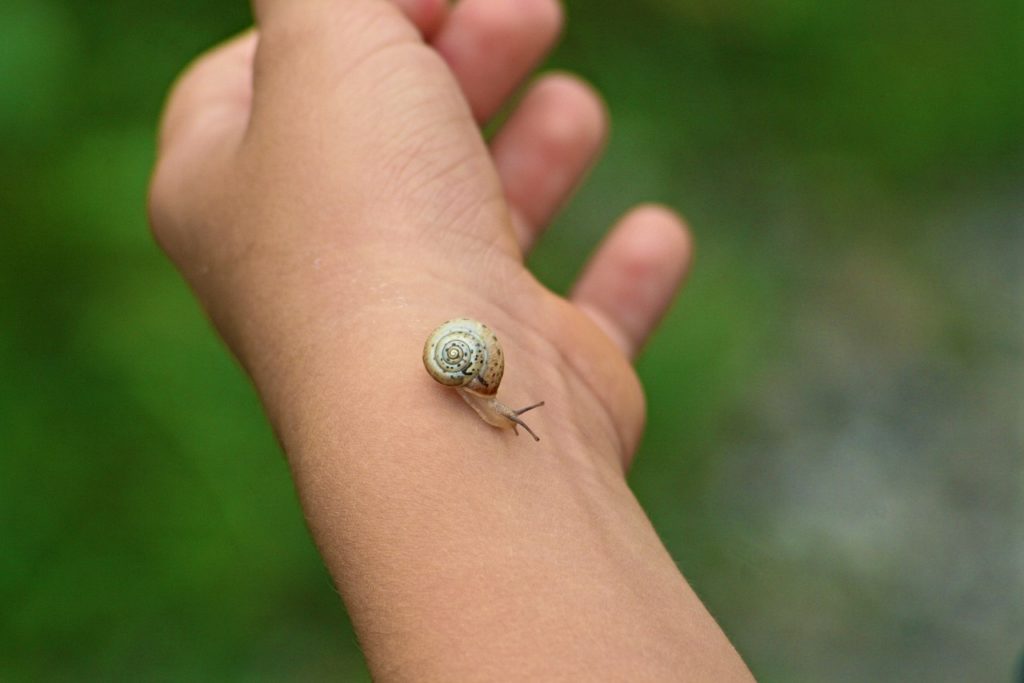 Can a garden snail bite you?