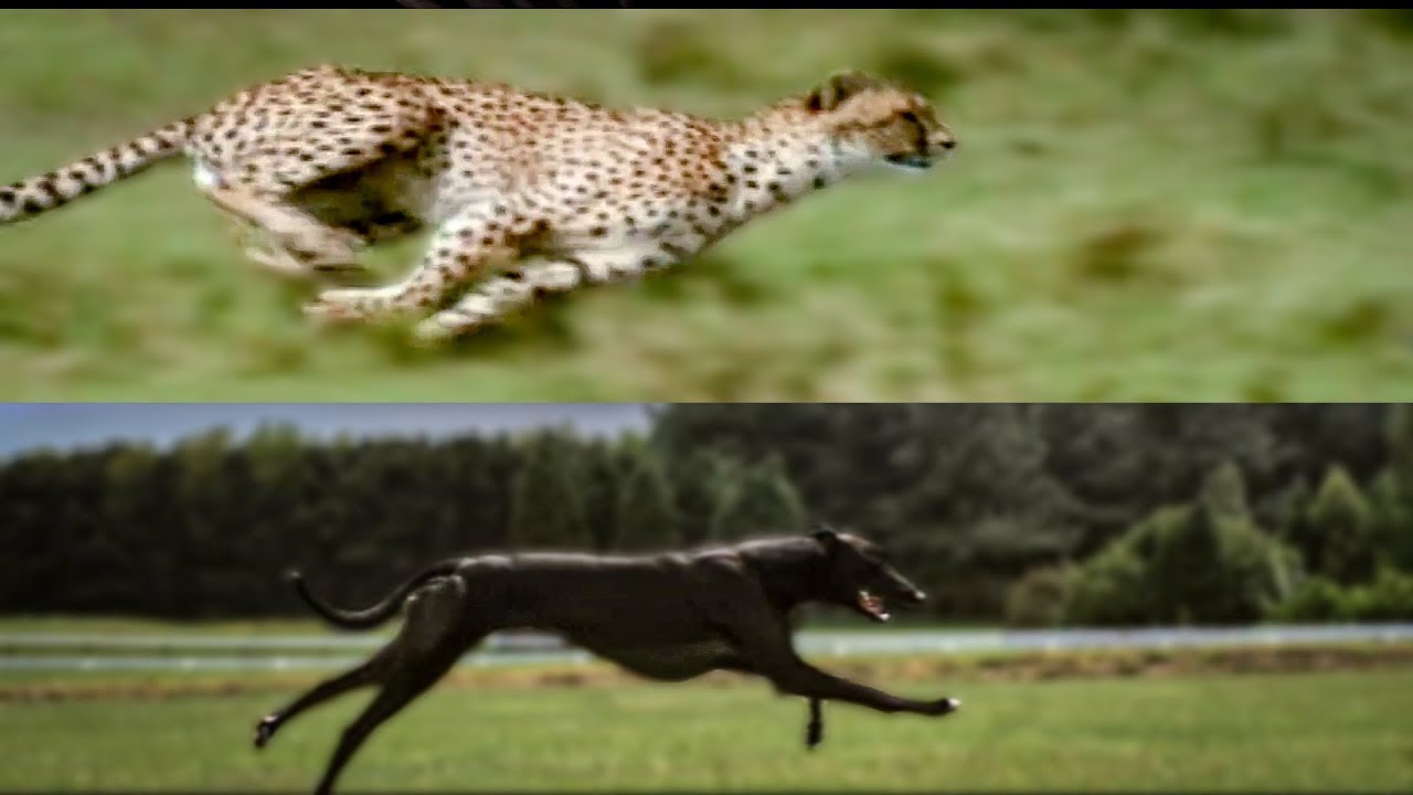 Can a greyhound run faster than a cheetah?