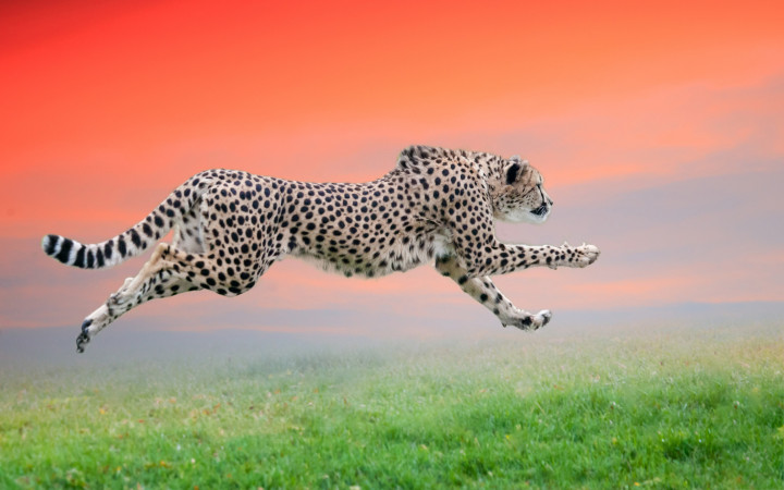Can a human outrun a cheetah?