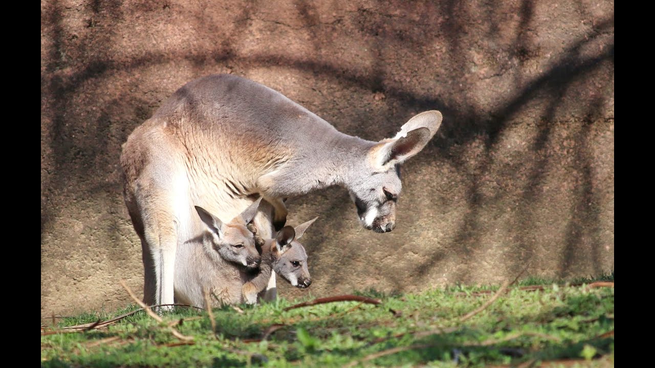 Can a kangaroo have two joeys at once?