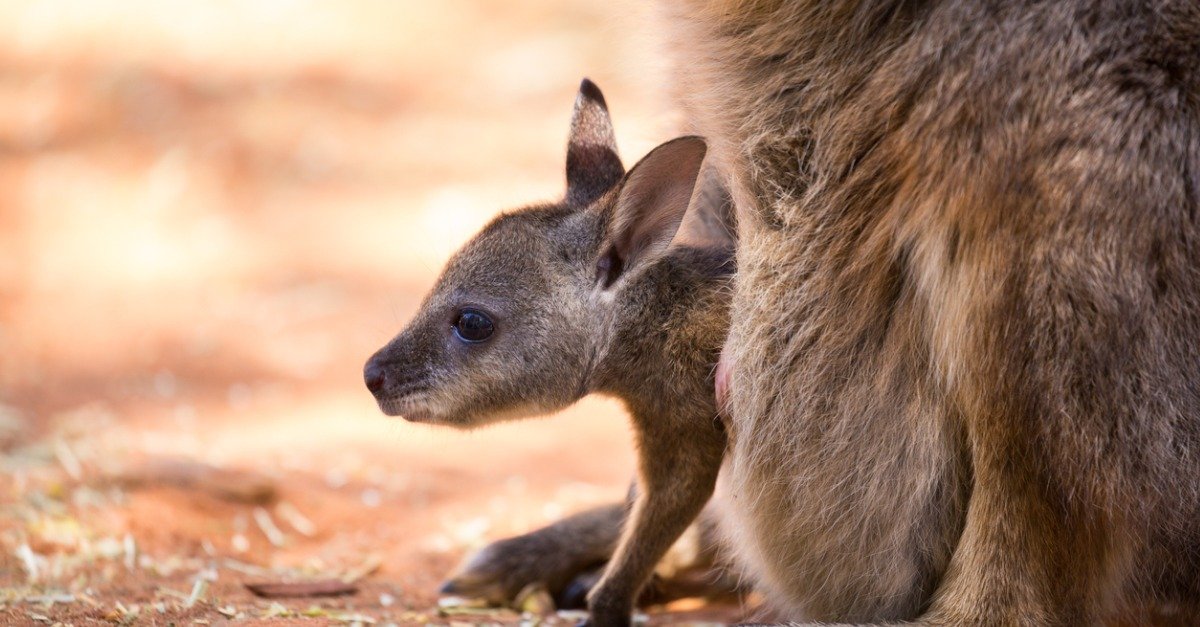 Can a kangaroo kill a Joey in the womb?