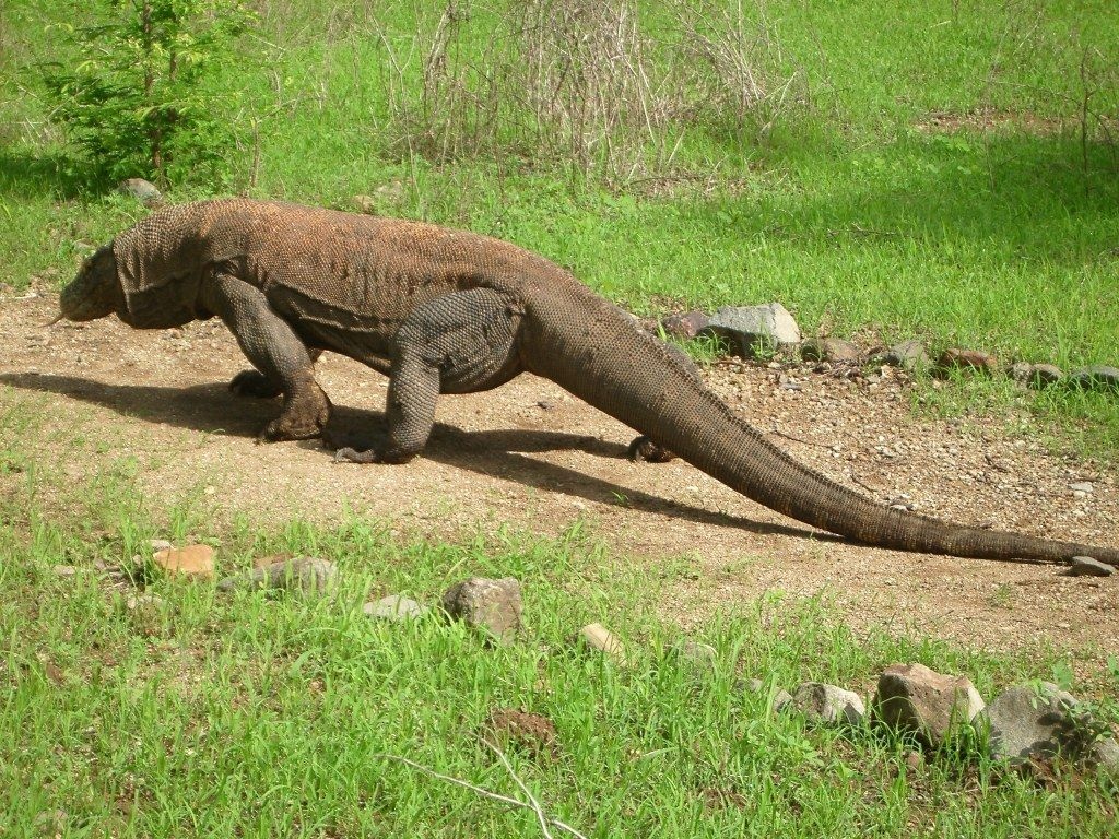 Can a Komodo dragon drop its tail?