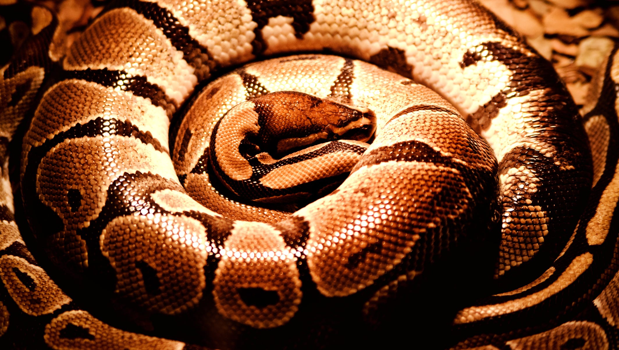 Can a python crush a human?