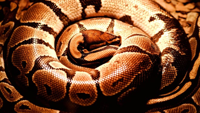 Can a python harm you?