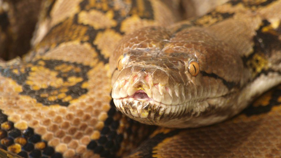 Can a python snake kill a human?