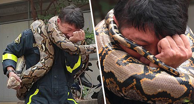 Can a python strangle a human?