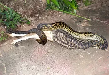 Can a rock python eat an adult man?