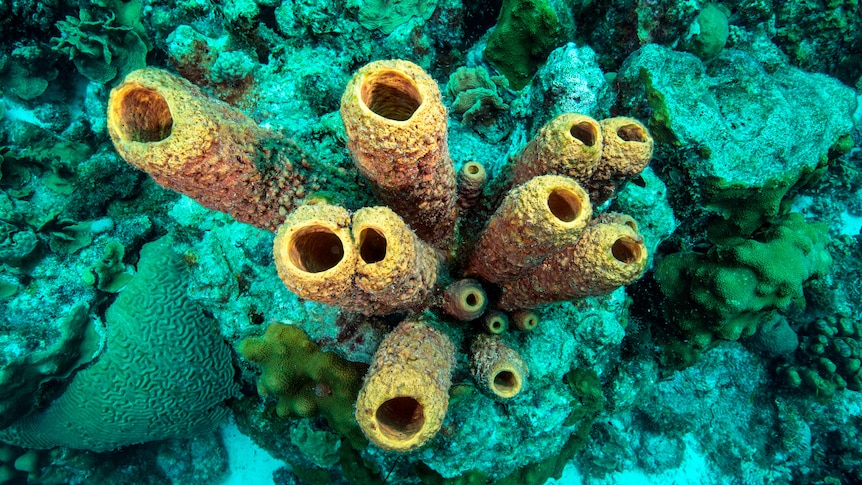 Can a sea sponge come back to life?