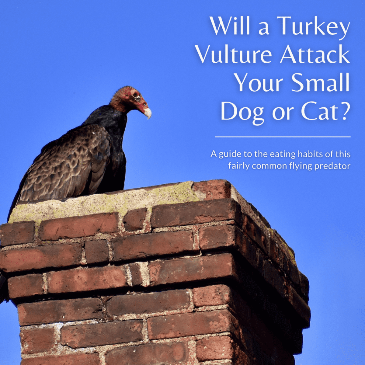 Can a turkey vulture pick up a small dog?