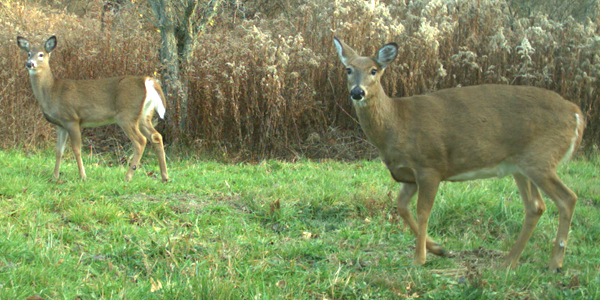 Can a yearling deer survive on its own?